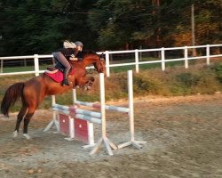 jumper Just Jup (anglo european sporthorse, 2014, from Hinault)