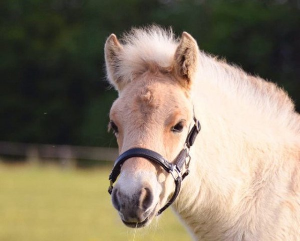 horse Thorvie (Fjord Horse, 2020, from Torsetblakken)