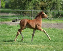 dressage horse D - Alibaba (German Riding Pony, 2020, from D-Power AT)