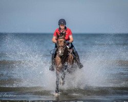 jumper Zanoni Z (Zangersheide riding horse, 2010, from Zannini R)