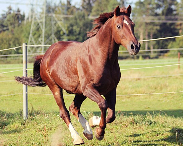 Pferd Jungle Prince (Koninklijk Warmbloed Paardenstamboek Nederland (KWPN), 1991, von Variant)