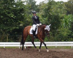 dressage horse Itschi 8 (unknown, 2012)