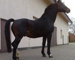 stallion Alino (Holsteiner, 1995, from Alcatraz)