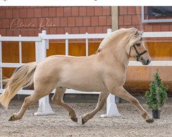 stallion Vazal (Fjord Horse, 2019, from Rudsmo Rune)