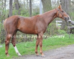 Pferd Rossim (Polnisches Warmblut, 2007, von Imequyl)