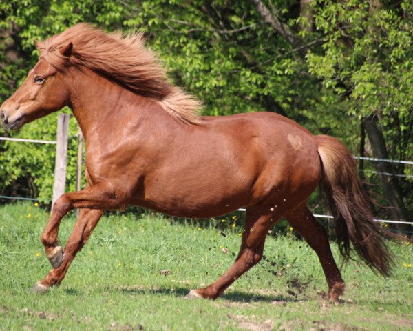 Pferd Stella vom Elfenland (Islandpferd, 2011, von Náttfari vom Elfenland)