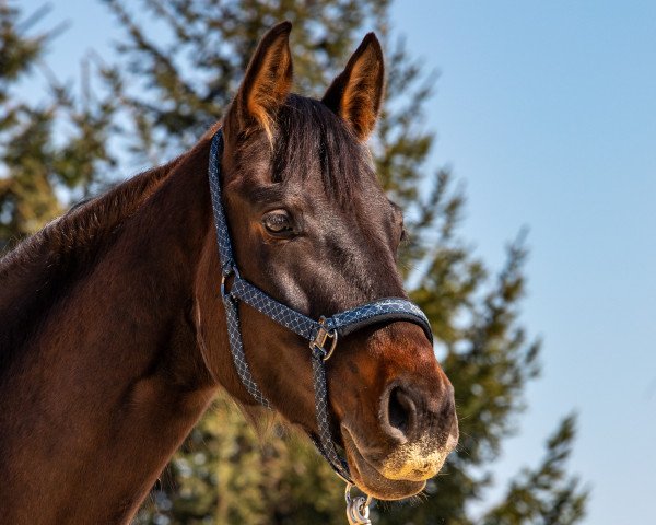 jumper Arbolina (German Sport Horse, 2014, from Cheetano)