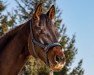 jumper Arbolina (German Sport Horse, 2014, from Cheetano)