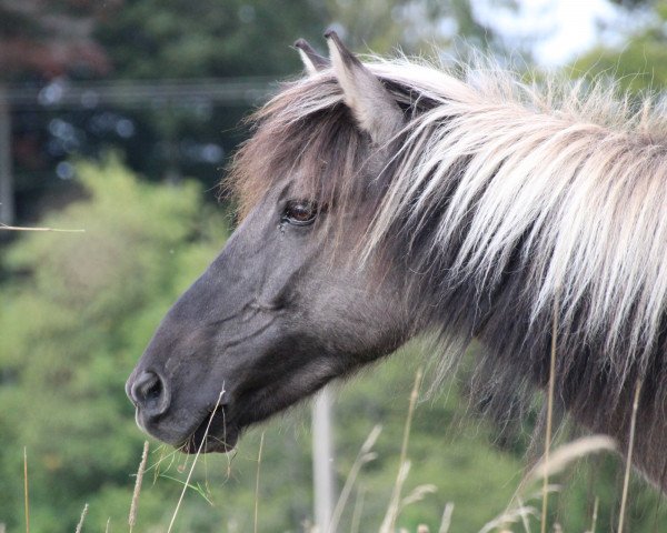 broodmare Mánadis vom Elfenland (Iceland Horse, 2004, from Hilmir frá Sauðárkróki)