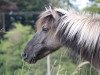 broodmare Mánadis vom Elfenland (Iceland Horse, 2004, from Hilmir frá Sauðárkróki)