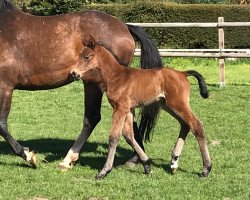 horse Kai (Oldenburger Springpferd, 2019, from Kiritan)