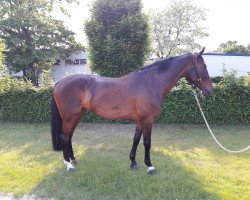 broodmare Carla Clever (Oldenburg show jumper, 2013, from Carrico)