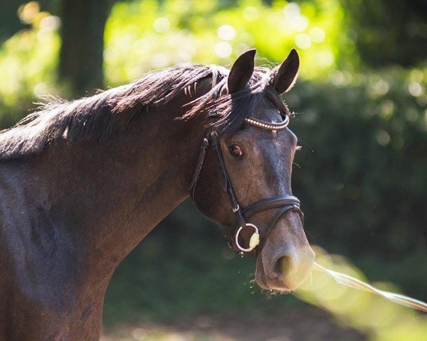 dressage horse Fritze Freudenschimmer (Oldenburg, 2016, from Fürstenball)