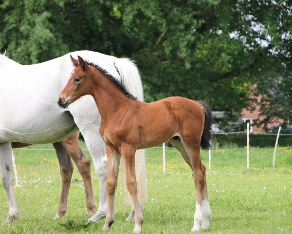 dressage horse JoJo (Oldenburg, 2019, from Janeiro Platinum)