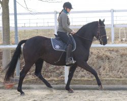 broodmare Darina (Hanoverian, 2012, from Don Darius)