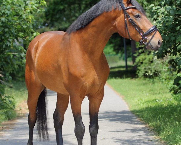 dressage horse Timmi (Hanoverian, 2015, from Finest)