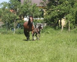 Pferd Camelot Lady (Welsh-Cob (Sek. D), 2013, von Heavenlysmile's Masterpice)