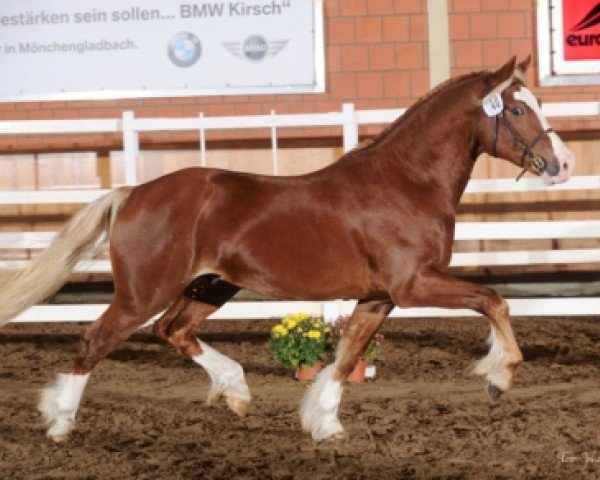 horse Gwens Maron Mai (Welsh-Cob (Sek. D), 2011, from Gwastad Mabon Mai)