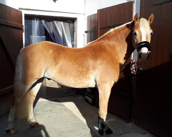 dressage horse Narvik 34 (Edelbluthaflinger, 2011, from Naiv (2,34% ox))