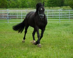 Pferd Coco Chanel EE (Welsh-Cob (Sek. D), 2015, von Foxlight Tomboy)