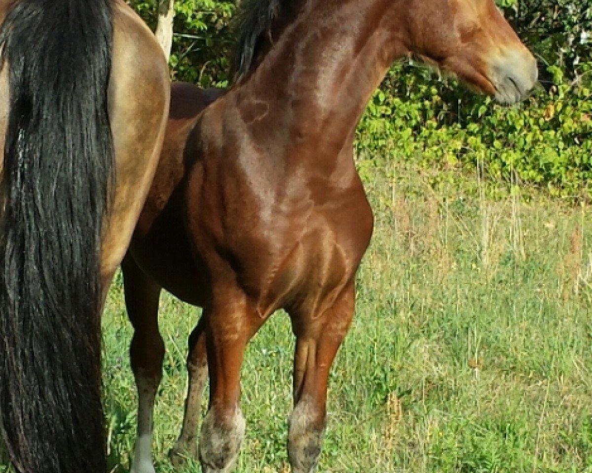 horse OWC Tacheles EE (Welsh-Cob (Sek. D), 2019, from Trouble)