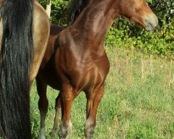 Pferd OWC Tacheles EE (Welsh-Cob (Sek. D), 2019, von Trouble)