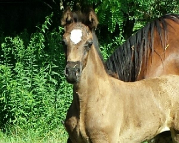 Pferd OWC Chantal EE (Welsh-Cob (Sek. D), 2019, von Foxlight Tomboy)