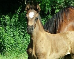 horse OWC Chantal EE (Welsh-Cob (Sek. D), 2019, from Foxlight Tomboy)