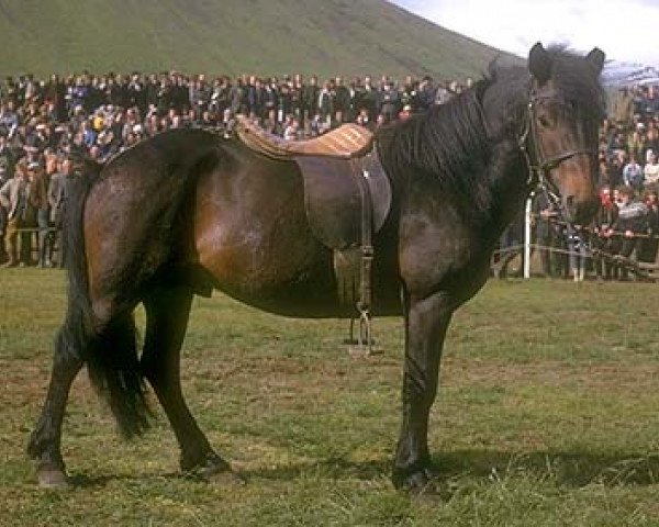 stallion Þór frá Hólum (Iceland Horse, 1960, from Hrafn frá Hólum)