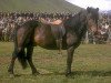 stallion Þór frá Hólum (Iceland Horse, 1960, from Hrafn frá Hólum)