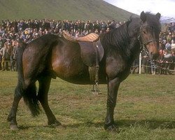 Deckhengst Þór frá Hólum (Islandpferd, 1960, von Hrafn frá Hólum)