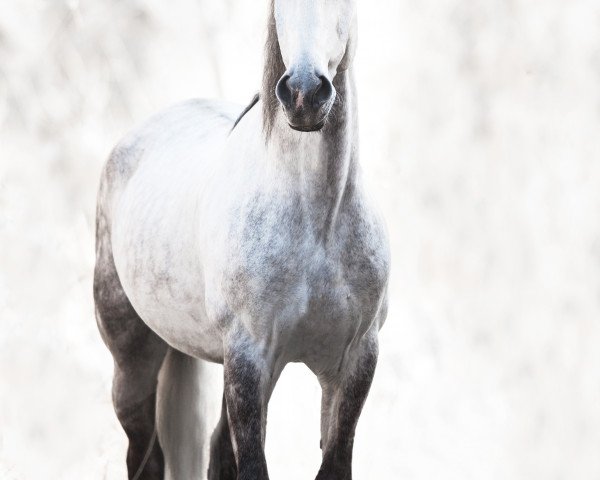 Pferd Lobato XXVIII (Pura Raza Espanola (PRE), 2009, von Dalio II)