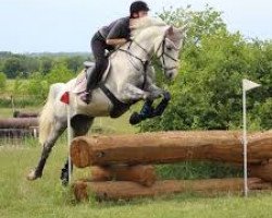 jumper Salio 5 (Slovenian Warmblood, 2008, from Lady's Lower Junior)