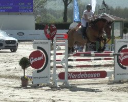 Springpferd Quintino 9 (Holsteiner, 2009, von Quinton)