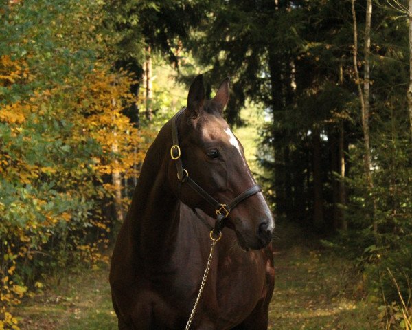 Dressurpferd Constanze 45 (Deutsches Sportpferd, 2003, von Planitz)
