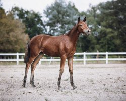 Zuchtstute Dornröschen (Deutsches Reitpony, 2019, von Dallmayr K)