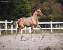 dressage horse Glückskeks (German Riding Pony, 2019, from Golden Grey NRW)