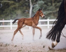 Zuchtstute Rubi (Deutsches Reitpony, 2019, von Oosteinds Ricky)