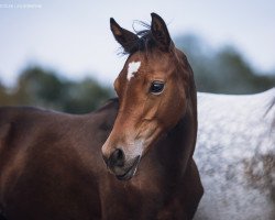 Zuchtstute Highlight (Deutsches Reitpony, 2019, von Helium)