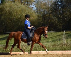 dressage horse Ried's Diabolo (German Riding Pony, 1998, from De Merel´s Demis)