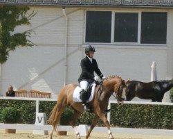 dressage horse DaCaro (German Riding Pony, 2010, from FS Daddy Cool)