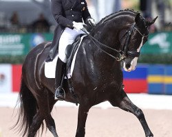 dressage horse Senorita 43 (Oldenburg, 2010, from Sandro Hit)