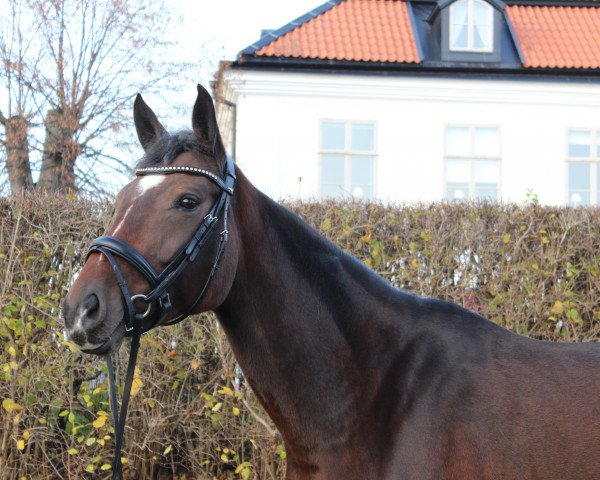 broodmare Tramina II (German Sport Horse, 2012, from Palmares)