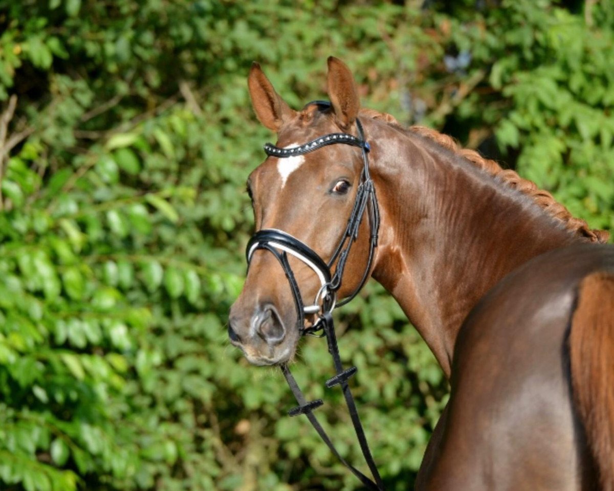 broodmare Quantenglück (Oldenburg, 2015, from Quantensprung 3)