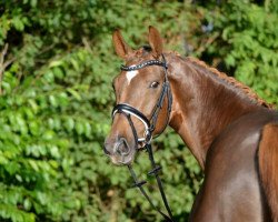 broodmare Quantenglück (Oldenburg, 2015, from Quantensprung 3)