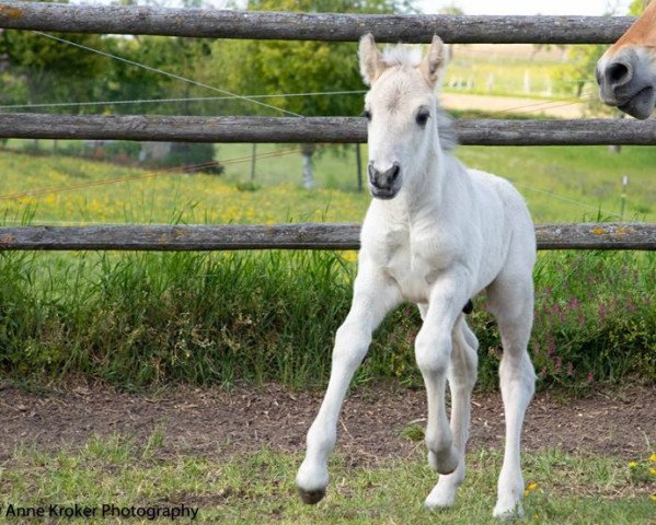 Pferd Rudi (Fjordpferd, 2020, von Reidar van den Bosdries)