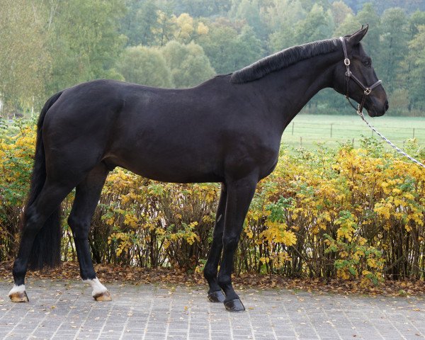 dressage horse Fiderfinz (Oldenburg, 2015, from Fidertanz)