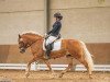 dressage horse Mika du Kraizbierg (Haflinger, 2008, from Alvarez (1,57% ox))