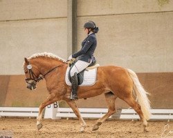 dressage horse Mika du Kraizbierg (Haflinger, 2008, from Alvarez (1,57% ox))