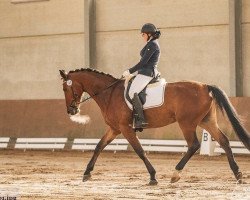 dressage horse Most Wanted 4 (German Sport Horse, 2014, from Monte Bellino)